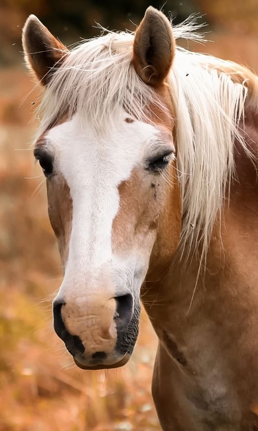 Equine and canine chiropractic