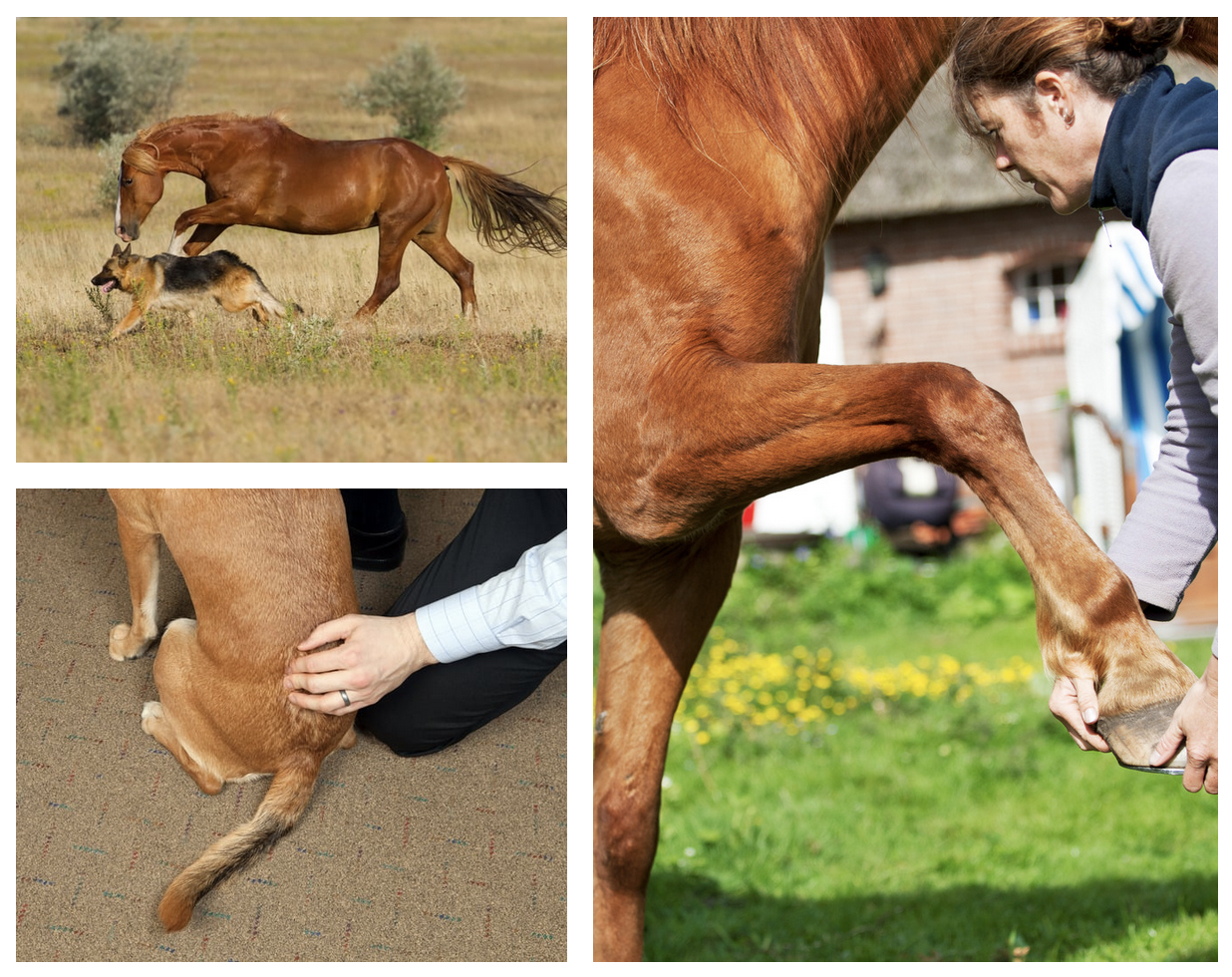 animal chiropractic ontario